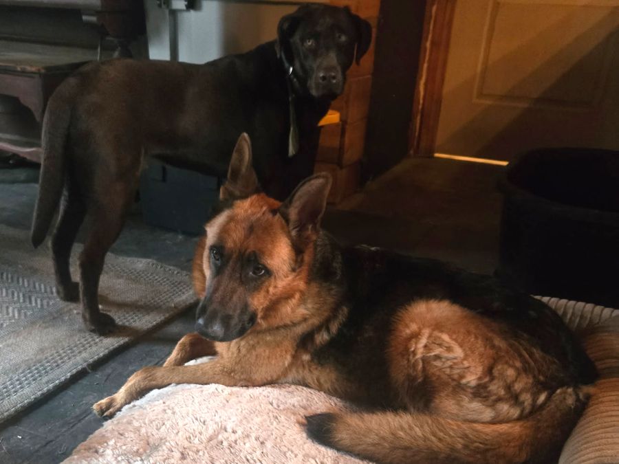 A German Shepherd lies on a dog bed indoors while a chocolate Labrador stands behind it.