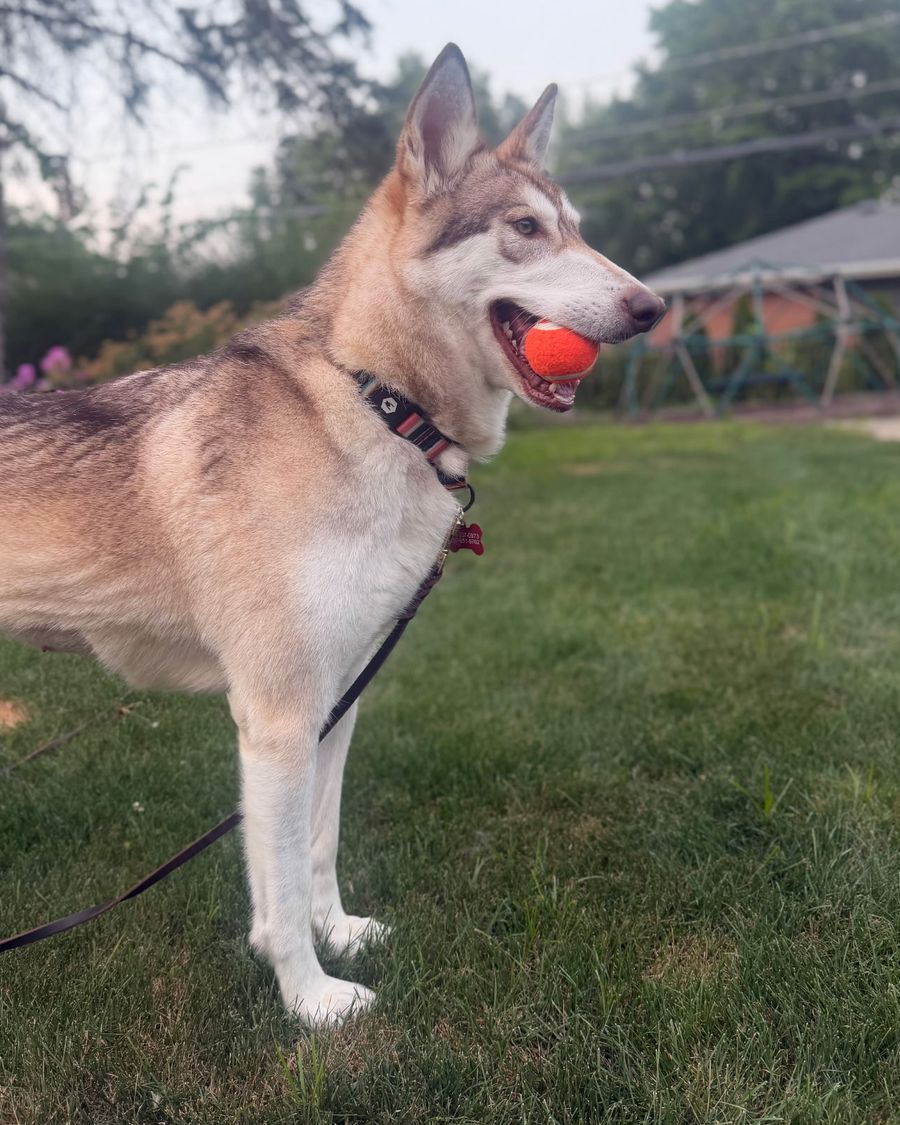 A husky-type dog on a leash stands in a grassy yard, shown in profile holding an orange ball in its mouth.