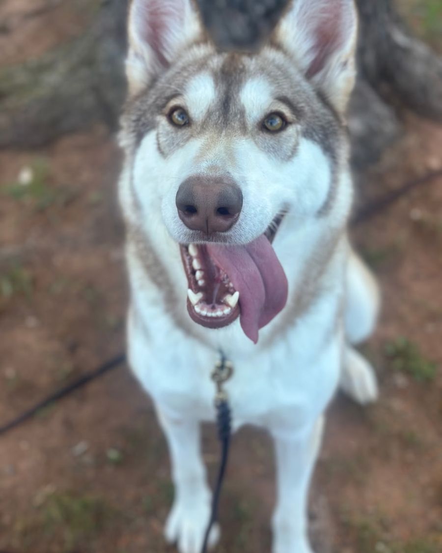 A grey and white husky-type dog sits on a leash outdoors, looking up at the camera with its tongue out.