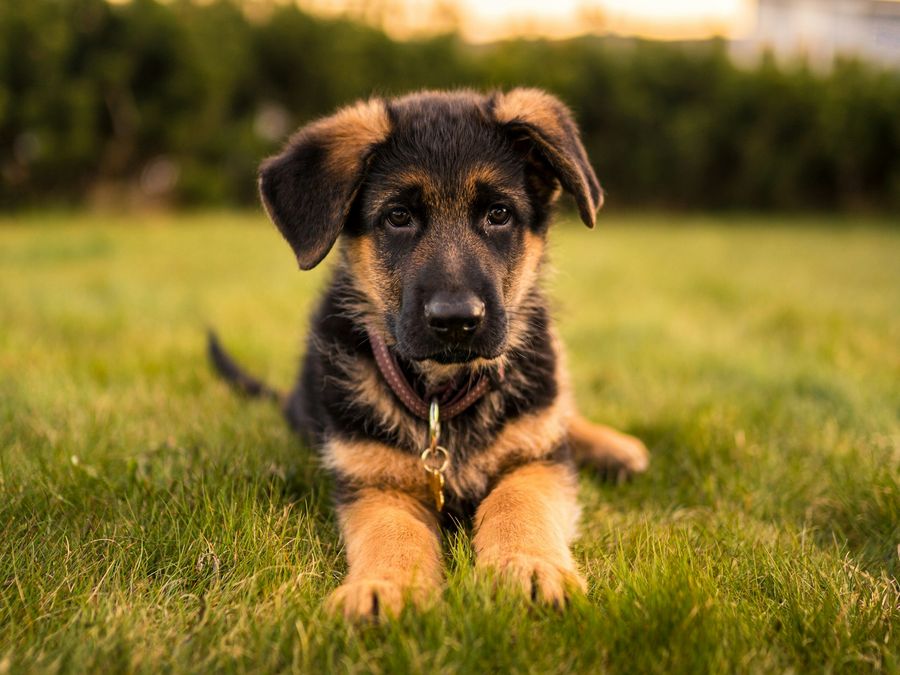 A German Shepherd puppy lies on green grass outdoors, looking toward the camera.