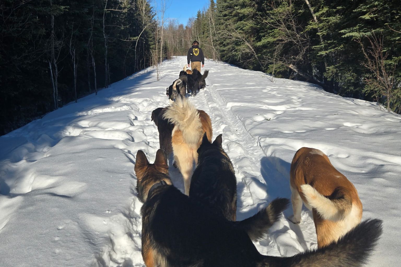Several dogs, including German Shepherds, walk along a snowy trail between evergreen trees under a blue sky, with a person walking far ahead.